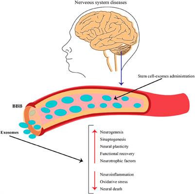 Advances in different adult stem cell-derived exosomal non-coding RNAs for the treatment of neurological disorders: a narrative review